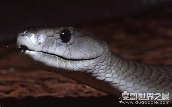 世界十大毒王，咬一口释放的毒素可杀死100人左右
