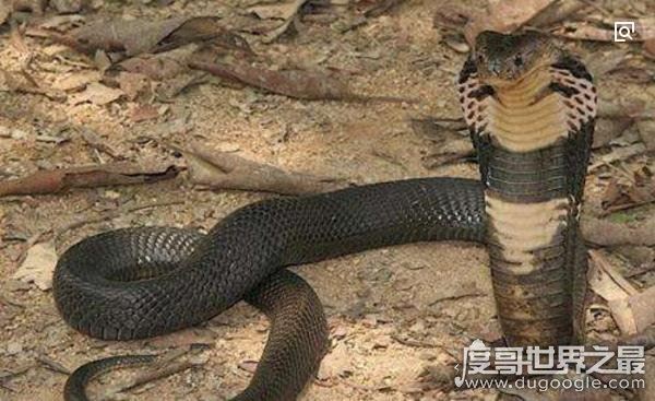 世界十大毒王，咬一口释放的毒素可杀死100人左右