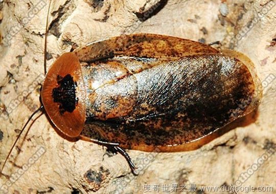 世界上最受人欢迎的蟑螂，秘鲁巨人蟑螂(竟有人当宠物养)