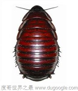 世界上最受人欢迎的蟑螂，秘鲁巨人蟑螂(竟有人当宠物养)