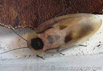世界上最受人欢迎的蟑螂，秘鲁巨人蟑螂(竟有人当宠物养)
