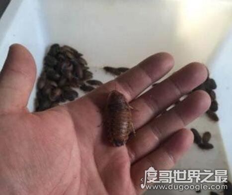 世界上最受人欢迎的蟑螂，秘鲁巨人蟑螂(竟有人当宠物养)