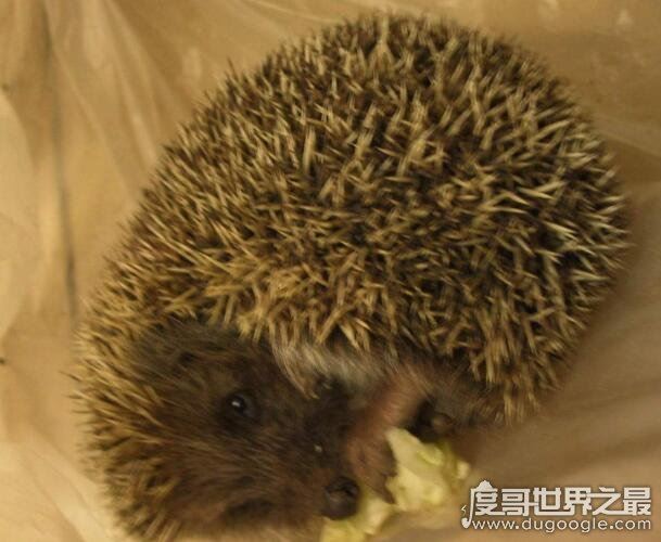 刺猬吃什么东西最好,混合粮不臭还能长肉