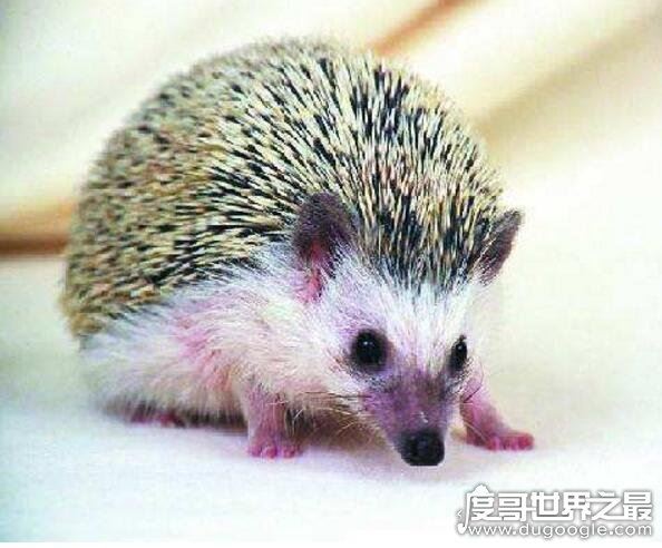 刺猬吃什么东西最好，混合粮不臭还能长肉