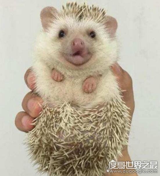 刺猬吃什么东西最好，混合粮不臭还能长肉