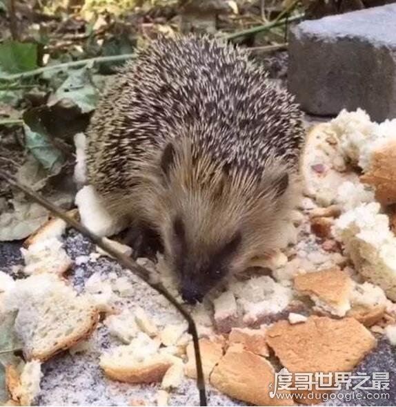 刺猬吃什么东西最好,混合粮不臭还能长肉