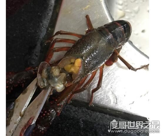 小龙虾怎么清洗，教你几招怎样轻松洗干净小龙虾