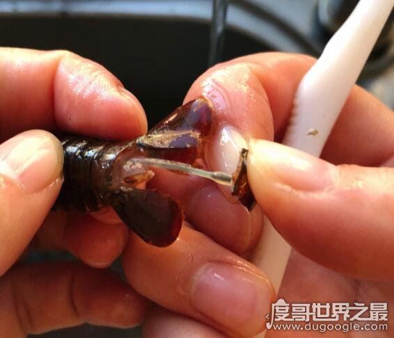 小龙虾怎么清洗,教你几招怎样轻松洗干净小龙虾