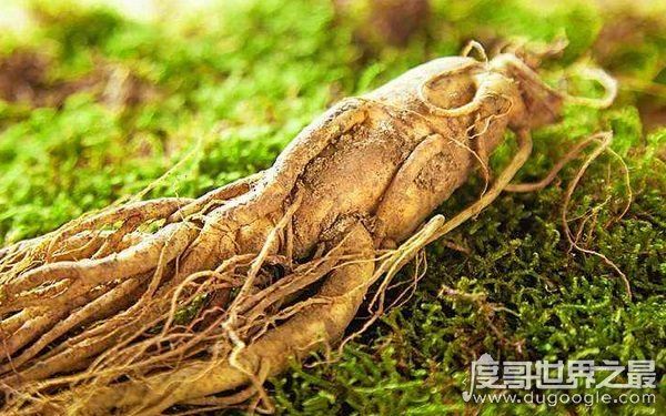 世界上最老的人参,已存放近千年(公认的大补食材)