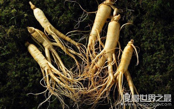 世界上最老的人参,已存放近千年(公认的大补食材)