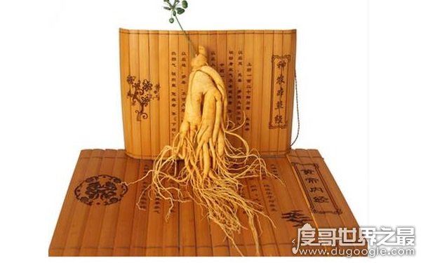 世界上最老的人参,已存放近千年(公认的大补食材)