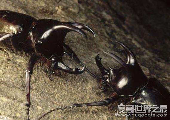 埃及食肉甲虫原来是它,其实埃及圣甲虫根本就不吃人