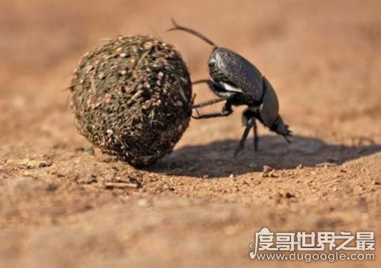 埃及食肉甲虫原来是它,其实埃及圣甲虫根本就不吃人