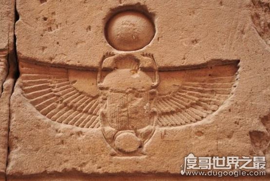 埃及食肉甲虫原来是它,其实埃及圣甲虫根本就不吃人