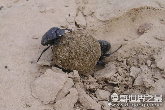 埃及食肉甲虫原来是它，其实埃及圣甲虫根本就不吃人
