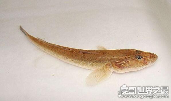 虾虎鱼是一个鱼类大家族,种类有2100多种(多数身材短小)
