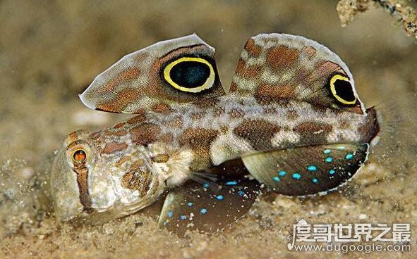 虾虎鱼是一个鱼类大家族，种类有2100多种(多数身材短小)