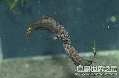 虾虎鱼是一个鱼类大家族,种类有2100多种(多数身材短小)