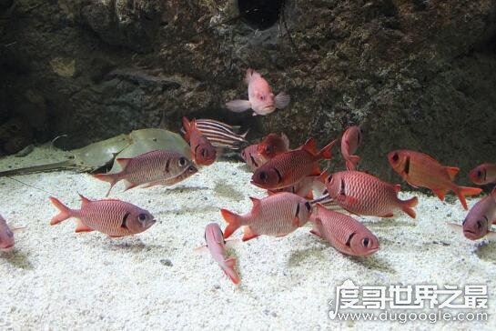 虾虎鱼是一个鱼类大家族，种类有2100多种(多数身材短小)