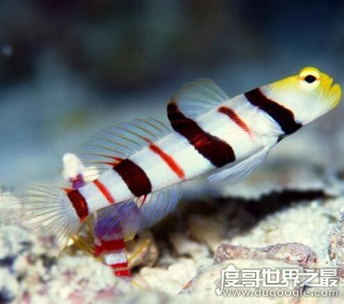 虾虎鱼是一个鱼类大家族，种类有2100多种(多数身材短小)