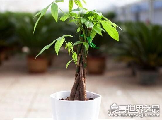 发财树怎么养，新手也能轻松养殖的详细教程(新手快速上路)