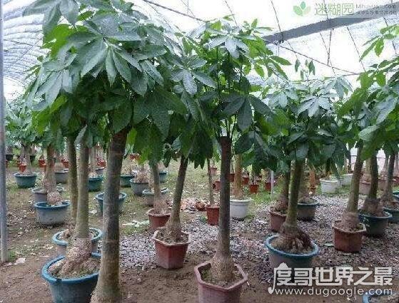 发财树怎么养，新手也能轻松养殖的详细教程(新手快速上路)