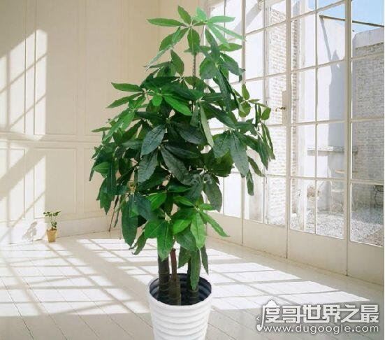 发财树怎么养,新手也能轻松养殖的详细教程(新手快速上路)