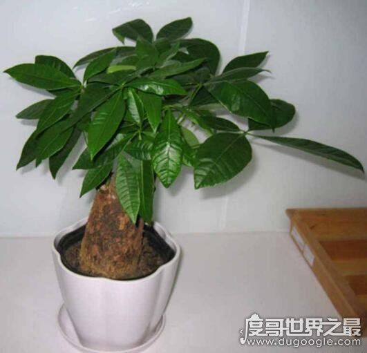 发财树怎么养，新手也能轻松养殖的详细教程(新手快速上路)