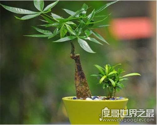 发财树怎么养，新手也能轻松养殖的详细教程(新手快速上路)