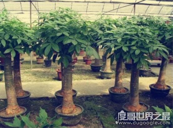 发财树怎么养，新手也能轻松养殖的详细教程(新手快速上路)