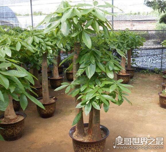 发财树怎么养，新手也能轻松养殖的详细教程(新手快速上路)