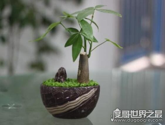 发财树怎么养，新手也能轻松养殖的详细教程(新手快速上路)