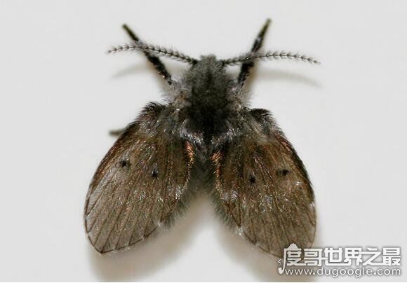 蛾蚋怎么消灭最彻底,普通杀虫剂就可清除(重要的是保持室内干燥)