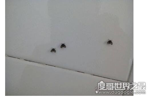 蛾蚋怎么消灭最彻底,普通杀虫剂就可清除(重要的是保持室内干燥)