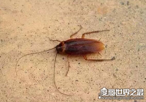 蛾蚋怎么消灭最彻底,普通杀虫剂就可清除(重要的是保持室内干燥)