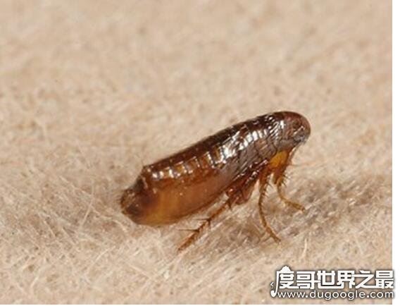 蛾蚋怎么消灭最彻底，普通杀虫剂就可清除(重要的是保持室内干燥)