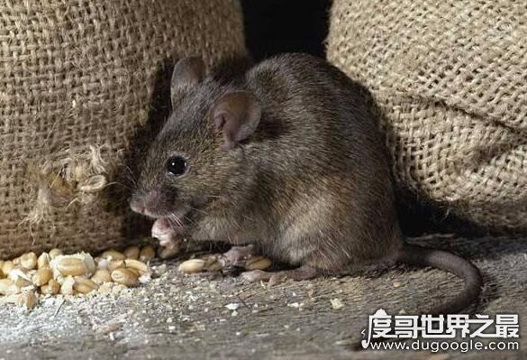 蛾蚋怎么消灭最彻底，普通杀虫剂就可清除(重要的是保持室内干燥)