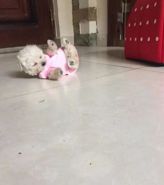 世上最小的狗1mm不存在，斯库特尔最小的狗7.62cm(吉娃娃犬)