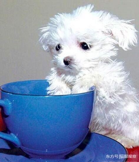 世上最小的狗1mm不存在，斯库特尔最小的狗7.62cm(吉娃娃犬)