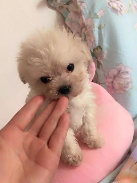 世上最小的狗1mm不存在，斯库特尔最小的狗7.62cm(吉娃娃犬)