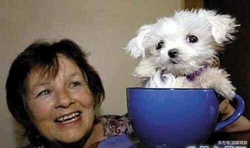 世上最小的狗1mm不存在，斯库特尔最小的狗7.62cm(吉娃娃犬)