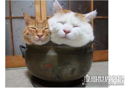 猫肉能吃吗,能吃但是最好不要吃(吃猫对人的身体有害)