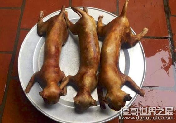 猫肉能吃吗，能吃但是最好不要吃(吃猫对人的身体有害)