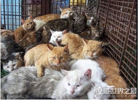 猫肉能吃吗,能吃但是最好不要吃(吃猫对人的身体有害)