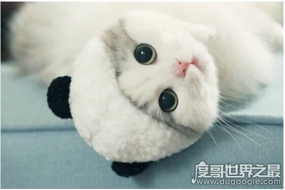 猫肉能吃吗，能吃但是最好不要吃(吃猫对人的身体有害)