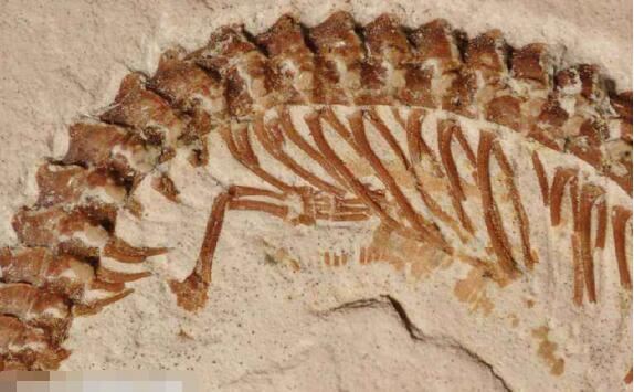 画蛇根本不用添足，真足蛇证明蛇真有四只脚