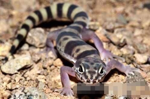 画蛇根本不用添足，真足蛇证明蛇真有四只脚