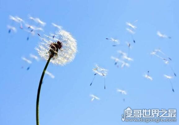 植物传播种子的方法有哪些,风、水、动物等都能为它们传播种子