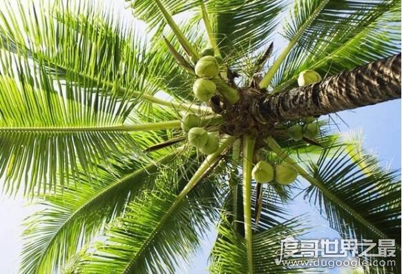 植物传播种子的方法有哪些，风、水、动物等都能为它们传播种子