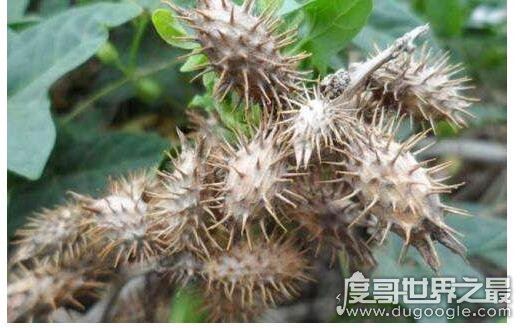 植物传播种子的方法有哪些，风、水、动物等都能为它们传播种子